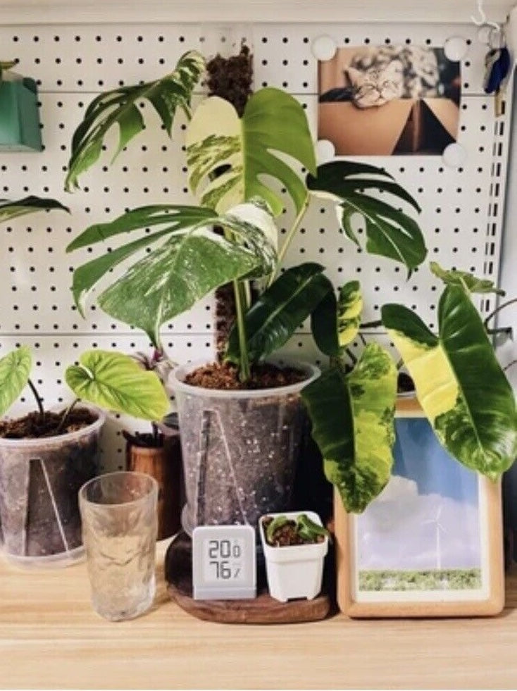 plastic planters for indoor plants 6” Clear Plastic Planters Tall – Northern Light Nursery