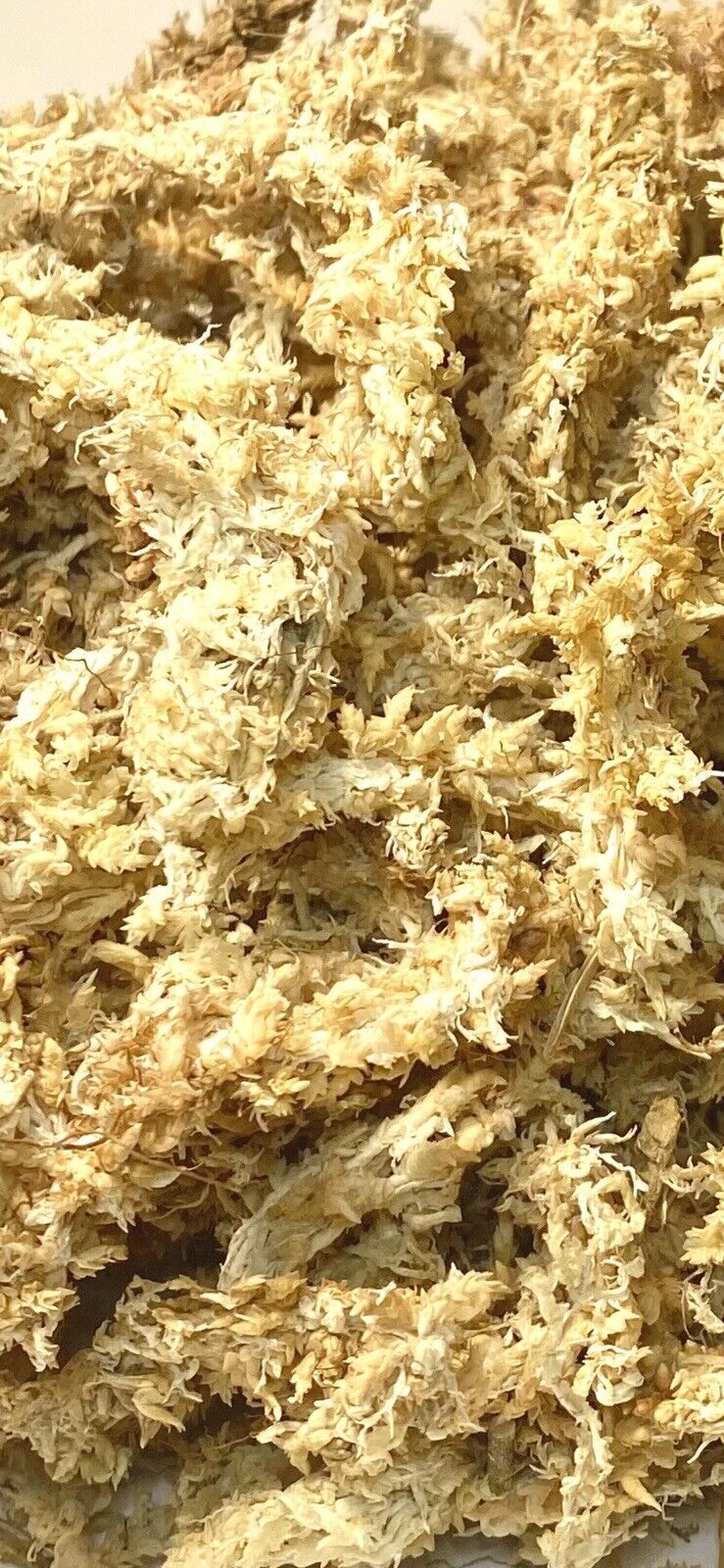 Premium Grade Sphagnum Moss 150g. Mini-bale Ethically Grown & Harvested