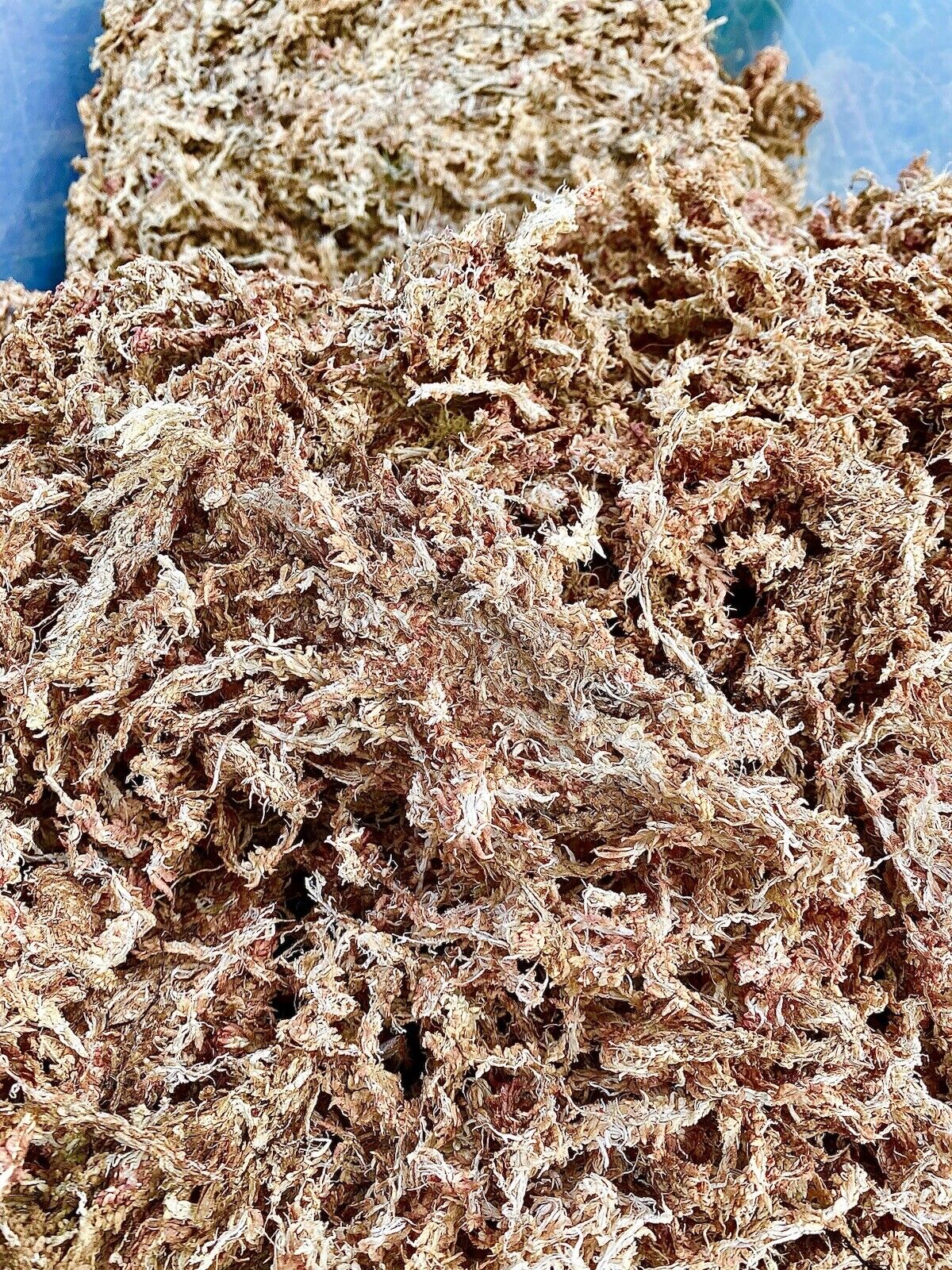 Premium Sphagnum Moss Bulk 10lb. Bale - Ethically Grown & Harvested