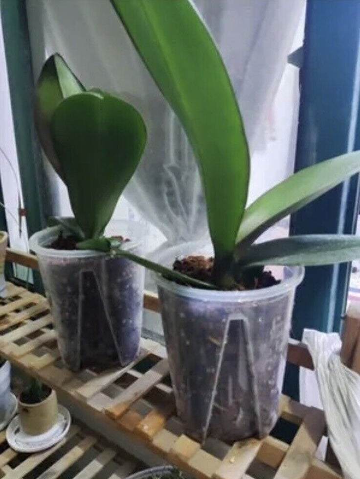 tall thin plastic plant pots 6” Clear Plastic Planters Tall